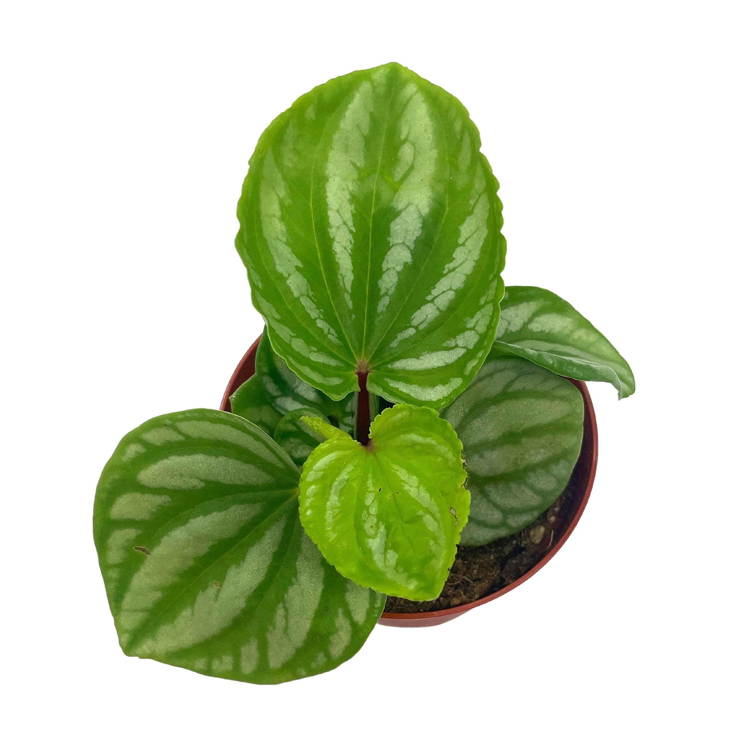 Harmony Foliage Peperomia Ecuador