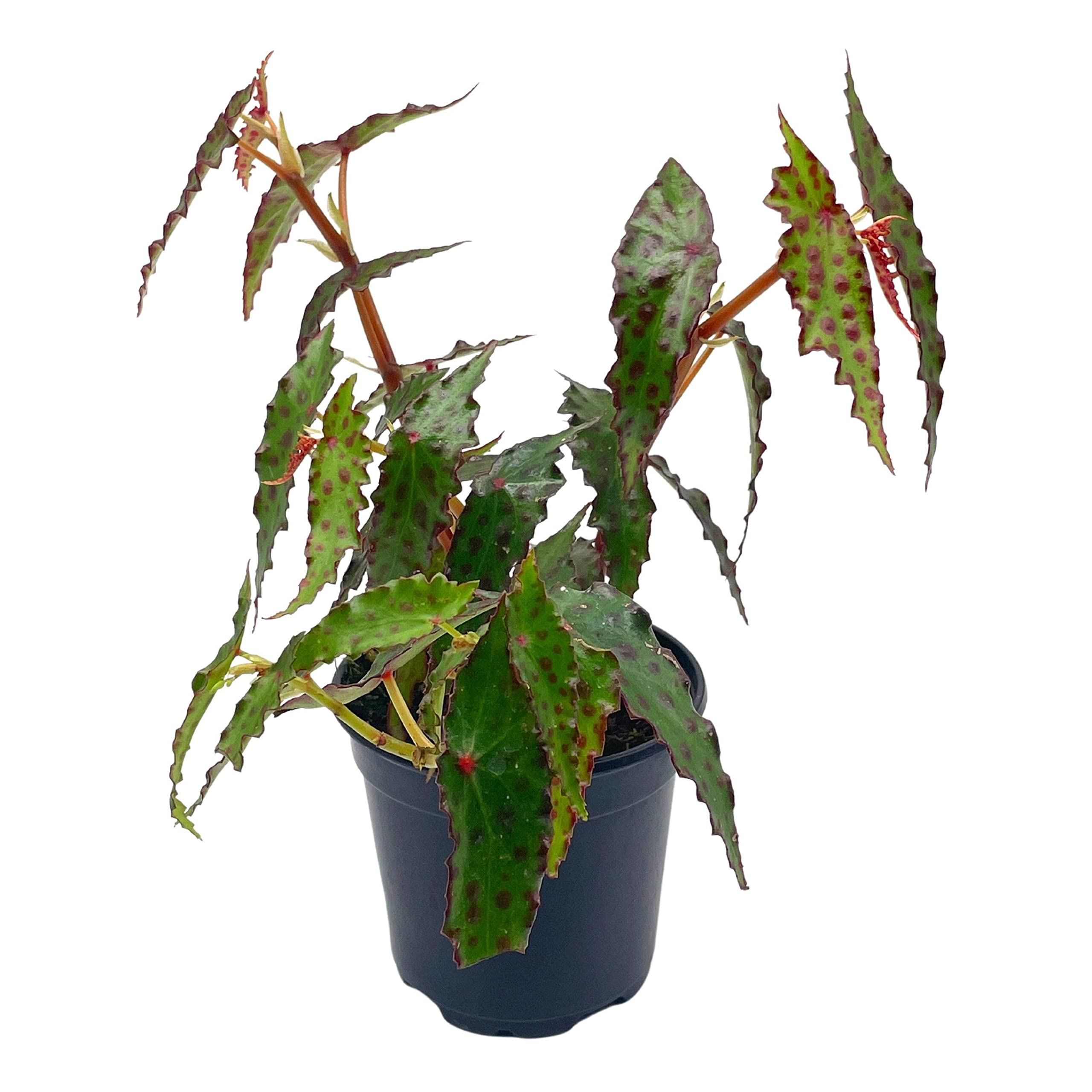 Harmony Foliage Begonia Amphioxus