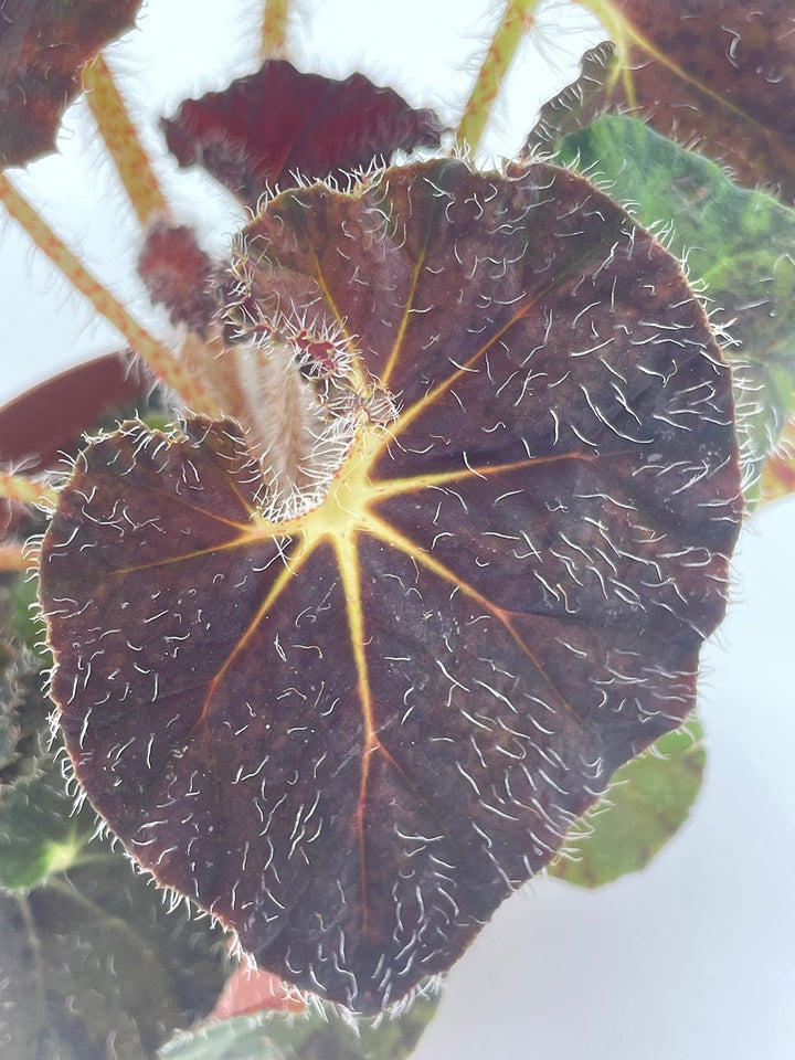 Carol Knight Rhizomatous Begonia Rhizo, 4 inch Dark Purple Galaxy, with White Hairs