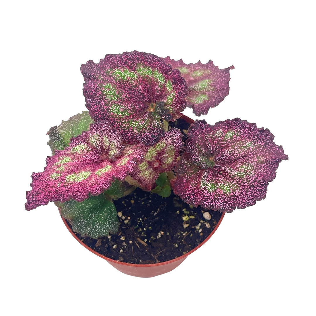 Harmony's Moody Mauve Glittery Pink Begonia Rex, 4 inch, Sparkling Hot Pink House Plant  Stunning and Dazzling