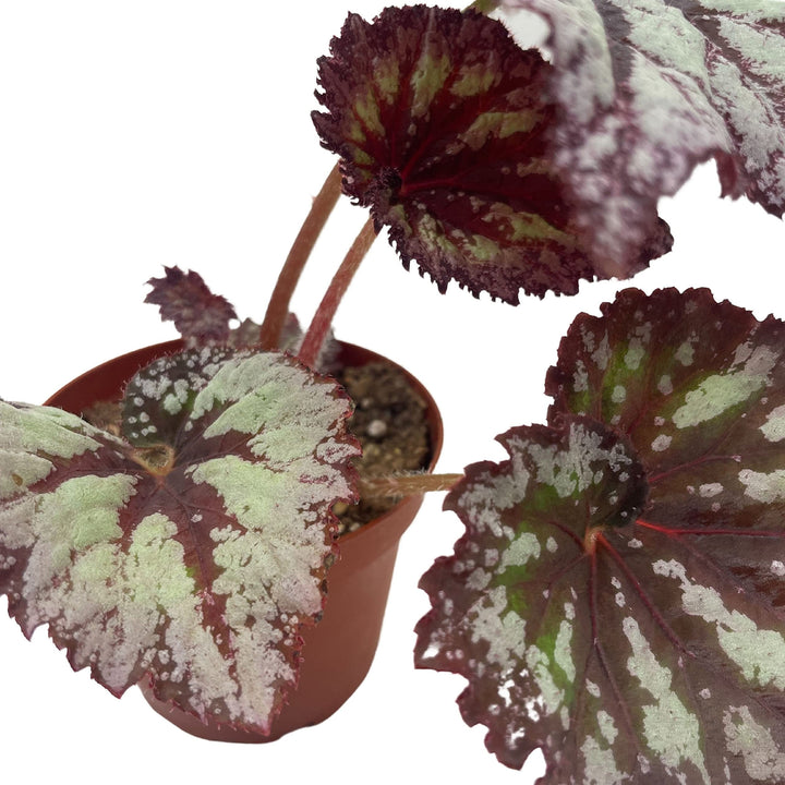 Harmony's Starburst Begonia Rex, 4 inch, Very Rare Homegrown Exclusive Unique Variegated Begonia