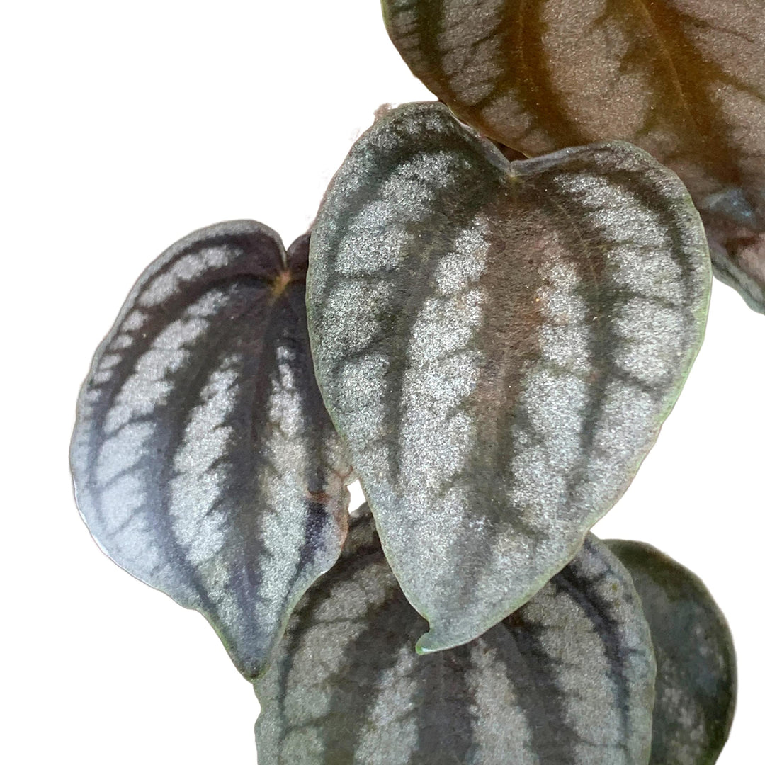 Peperomia Turboensis, 4 inch, Rare Dark Pep, Unique Homegrown Exclusive