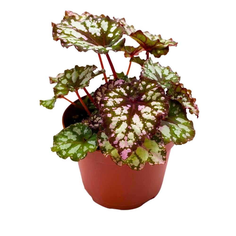 Harmony's Twisted Sister Begonia Rex 6 inch Spiral Leaf