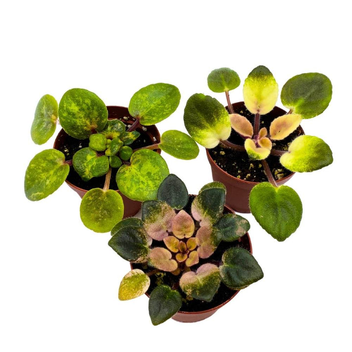 Harmony's Variegated African Violet Assortment, 2 inch set of 3, Rare Mini Saintpaulia Violets Gesneriads