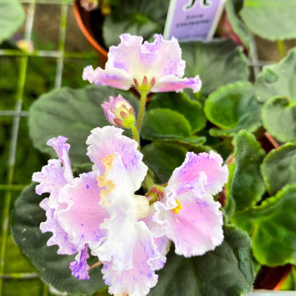 Snow Edelweiss African Violet, 4 inch, Gesneriad Light Pink Variegated Flower with Purple Flush