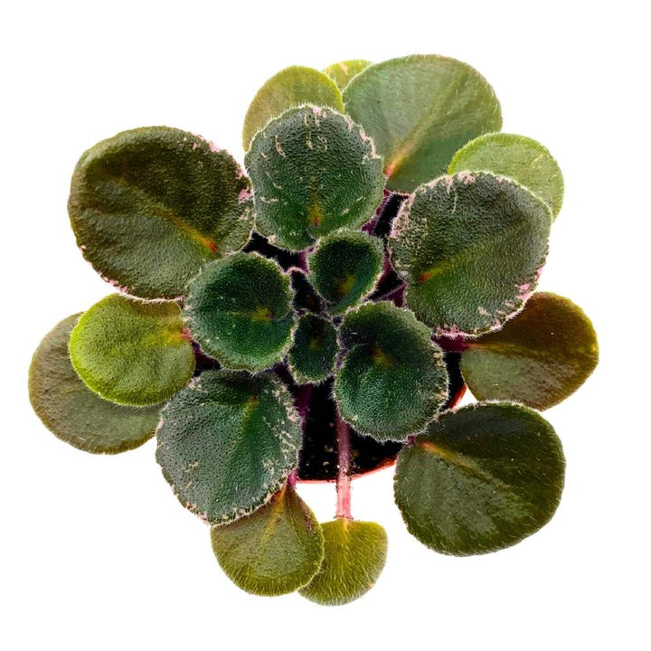 Precious Lavender Variegated Mini African Violet, 2 inch Miniature Gesneriad Tiny Pixie Plant