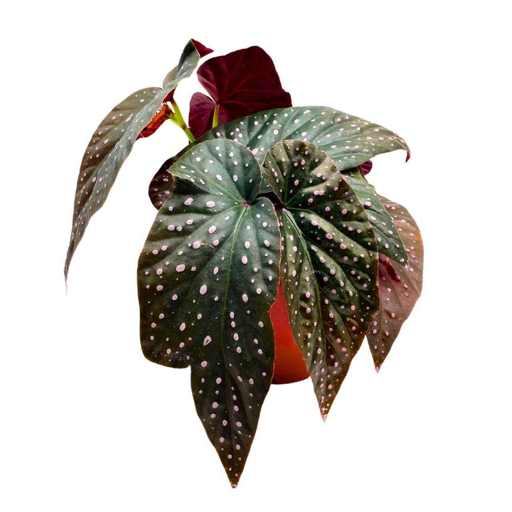 Harmony's Yin and Yang Angel Wing Hybrid Cane Begonia, 6 inch, Pink Polkadots Black Leaves