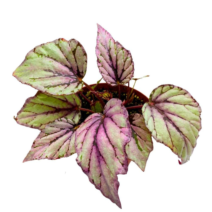 Begonia Hugh McLaughlin, 4 inch Gray Pink Rhizomatous Rhizo