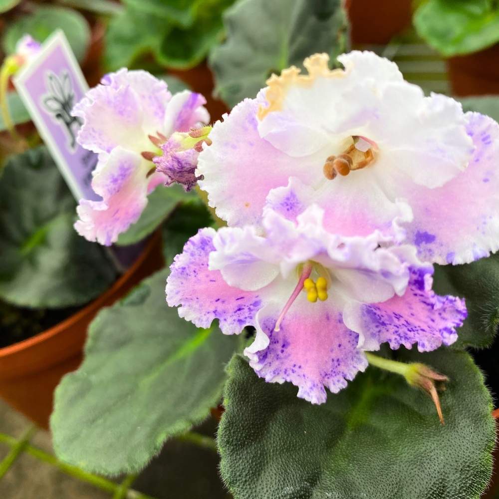 Snow Edelweiss African Violet, 4 inch, Gesneriad Light Pink Variegated Flower with Purple Flush