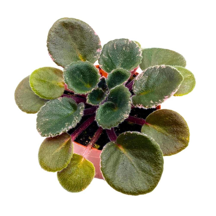 Precious Lavender Variegated Mini African Violet, 2 inch Miniature Gesneriad Tiny Pixie Plant