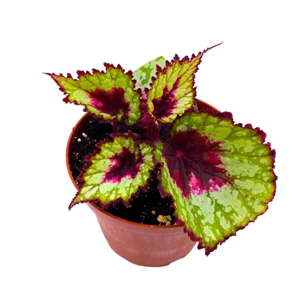 Harmony's Heart and Soul Begonia Rex 4 inch