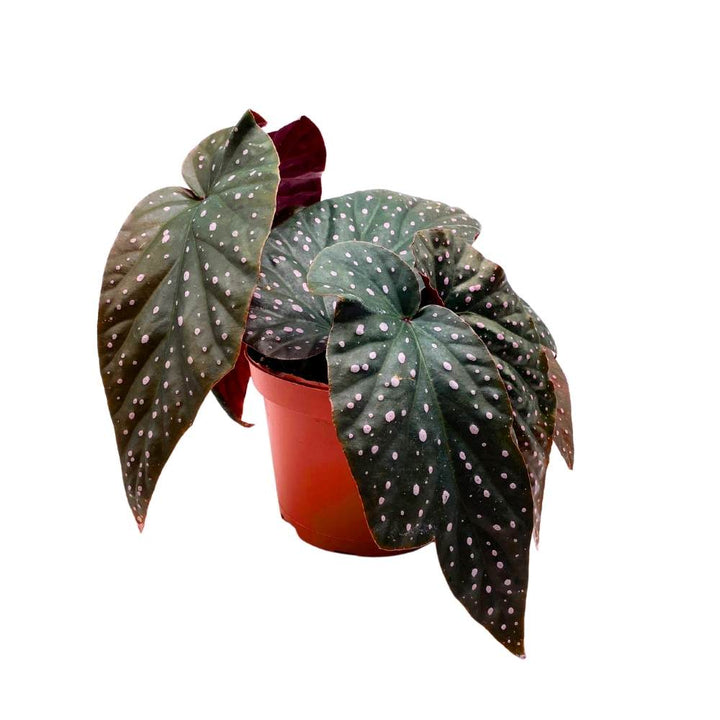 Harmony's Yin and Yang Angel Wing Hybrid Cane Begonia, 6 inch, Pink Polkadots Black Leaves