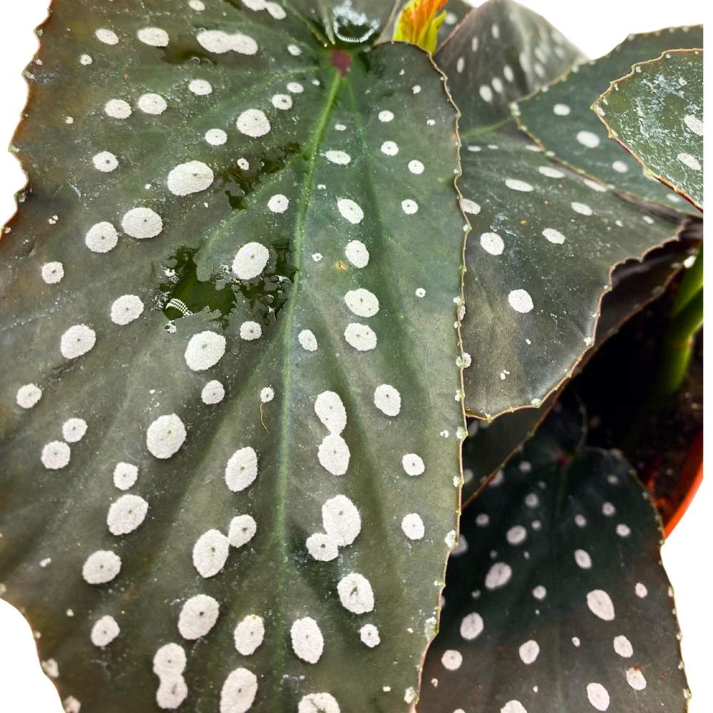 Harmony's Whimsy Angel Wing Cane Begonia, 6 inch, Silver Tip Angel Wings