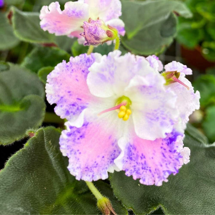 Snow Edelweiss African Violet, 4 inch, Gesneriad Light Pink Variegated Flower with Purple Flush