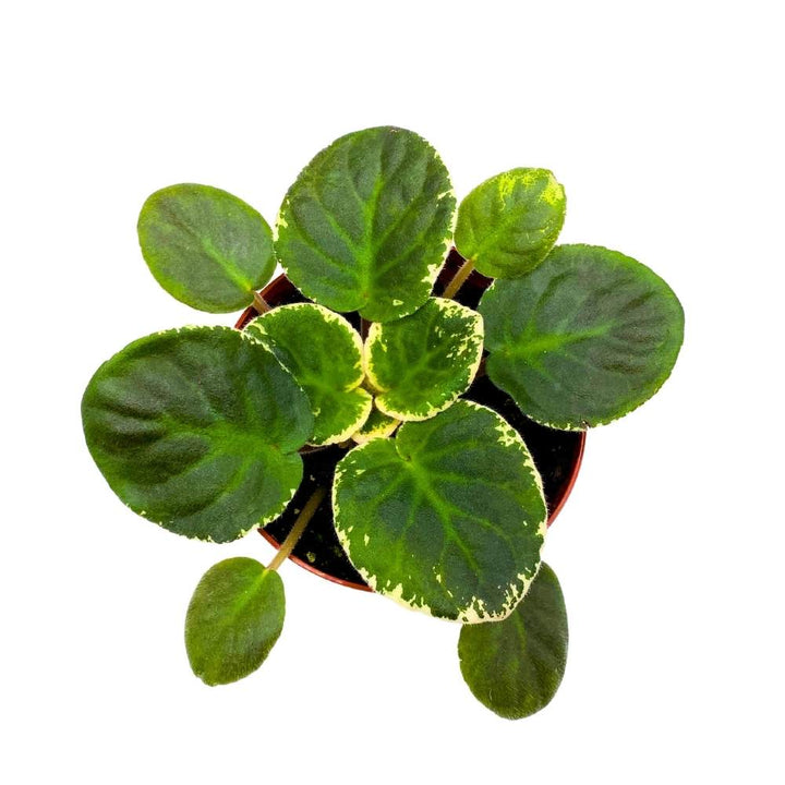 Variegated African Violet Playful Kisses, 4 inch Pink Flower with Pinker Spots Saintpaulia Gesneriads