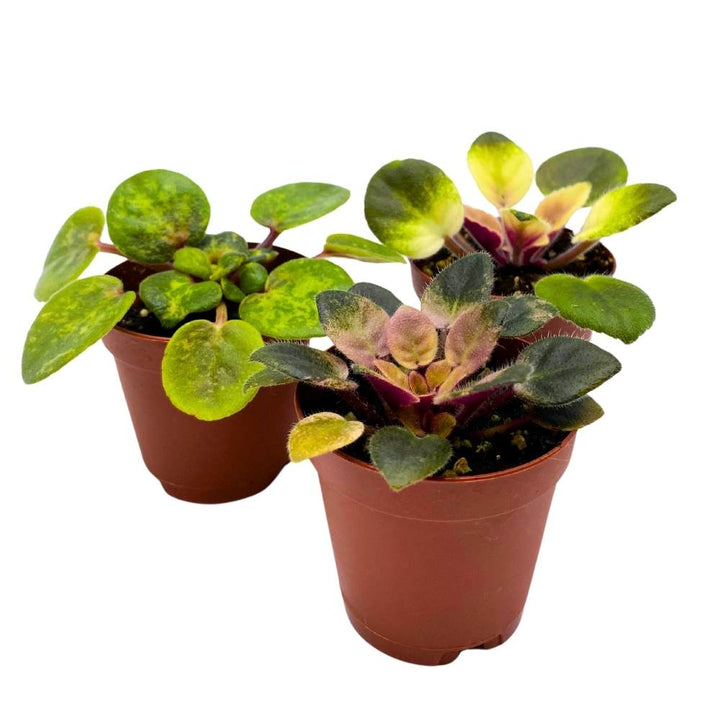 Harmony's Variegated African Violet Assortment, 2 inch set of 3, Rare Mini Saintpaulia Violets Gesneriads