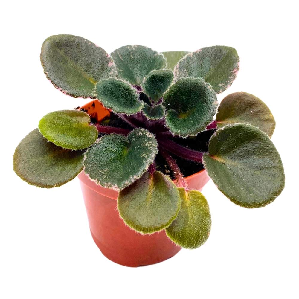 Precious Lavender Variegated Mini African Violet, 2 inch Miniature Gesneriad Tiny Pixie Plant