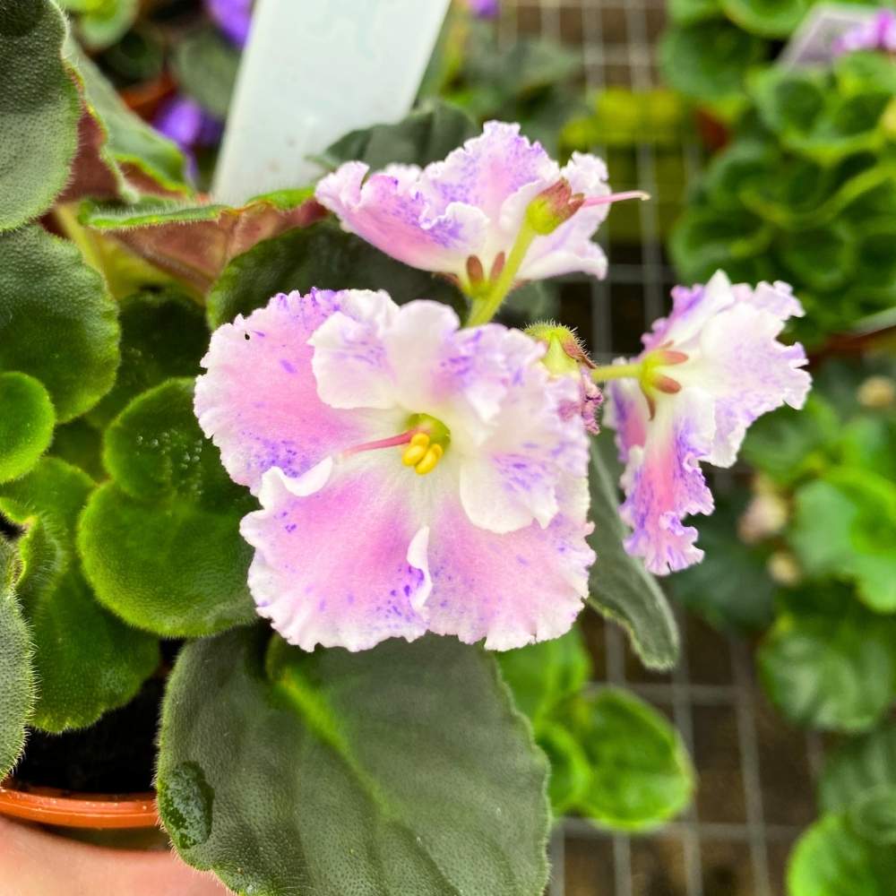 Snow Edelweiss African Violet, 4 inch, Gesneriad Light Pink Variegated Flower with Purple Flush