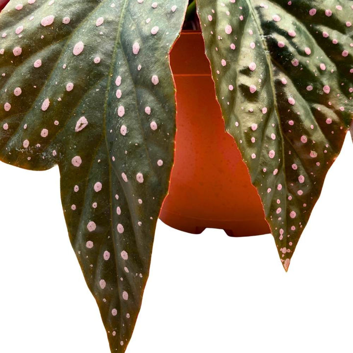 Harmony's Yin and Yang Angel Wing Hybrid Cane Begonia, 6 inch, Pink Polkadots Black Leaves