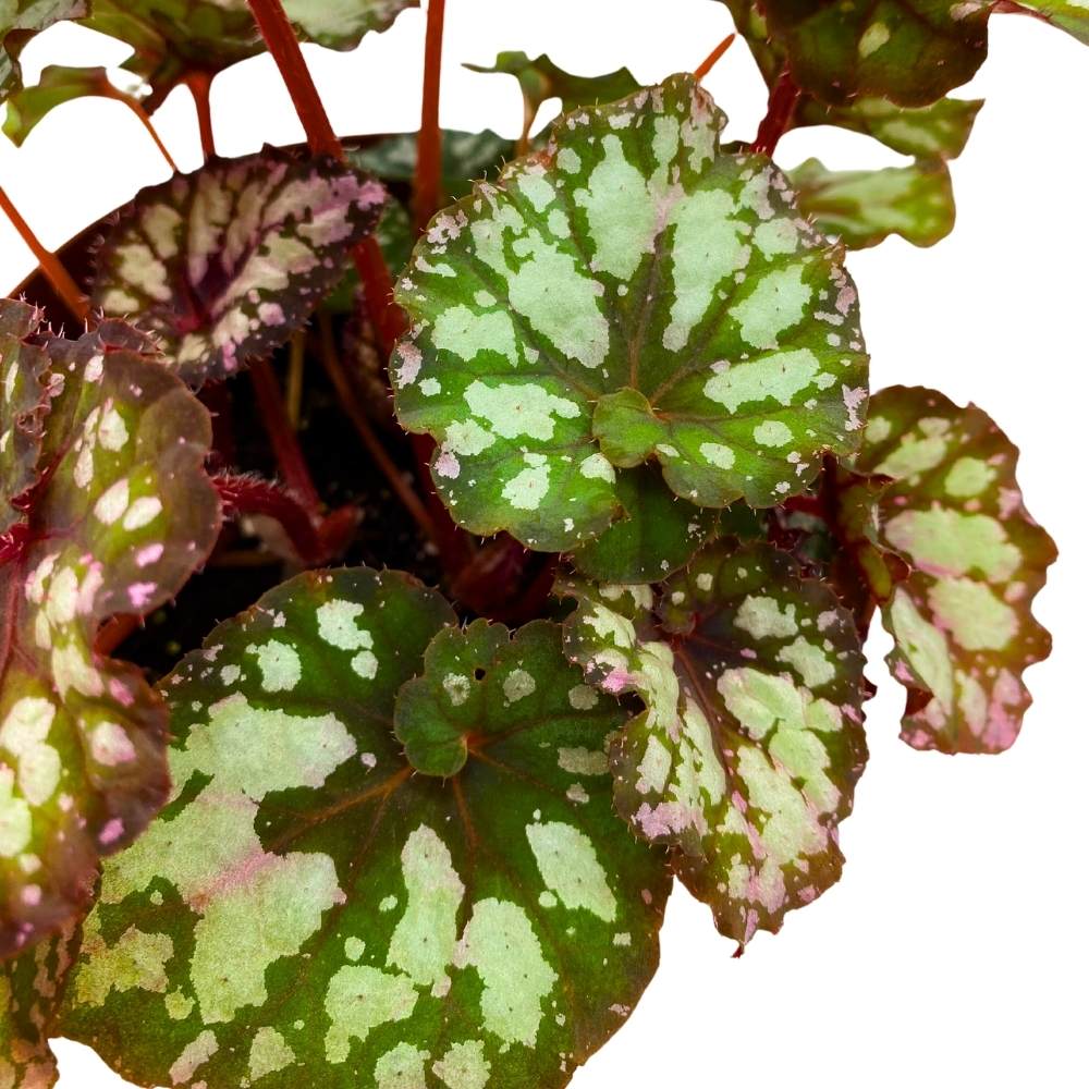 Harmony's Twisted Sister Begonia Rex 6 inch Spiral Leaf