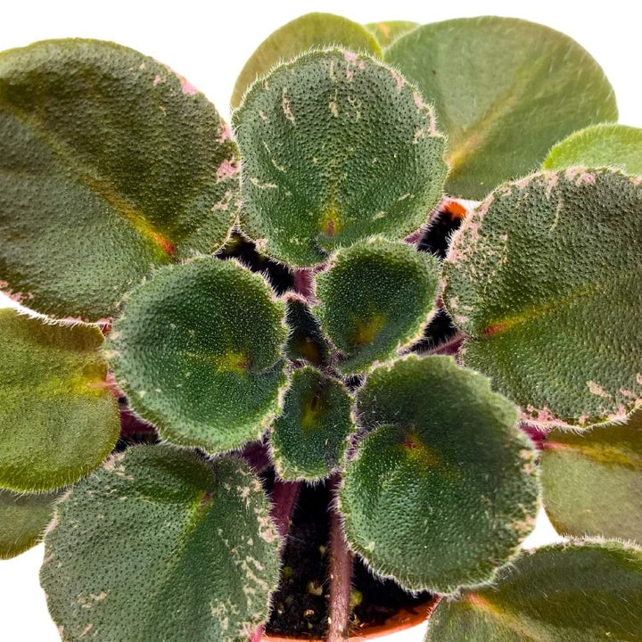 Precious Lavender Variegated Mini African Violet, 2 inch Miniature Gesneriad Tiny Pixie Plant