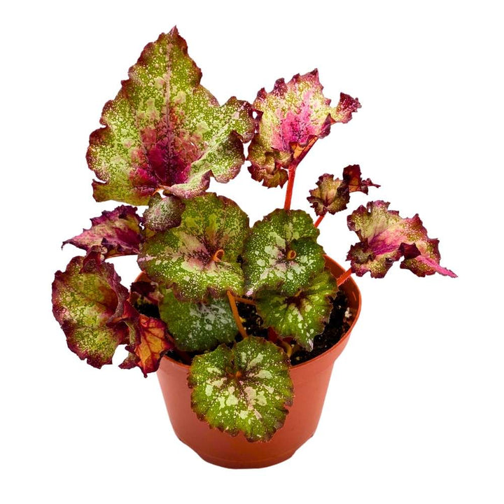 Harmony's Holly Jolly Begonia Rex 6 inch Curly White Splash Red and Green
