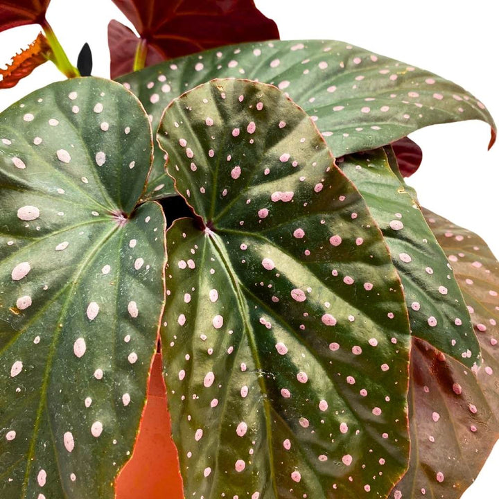 Harmony's Yin and Yang Angel Wing Hybrid Cane Begonia, 6 inch, Pink Polkadots Black Leaves