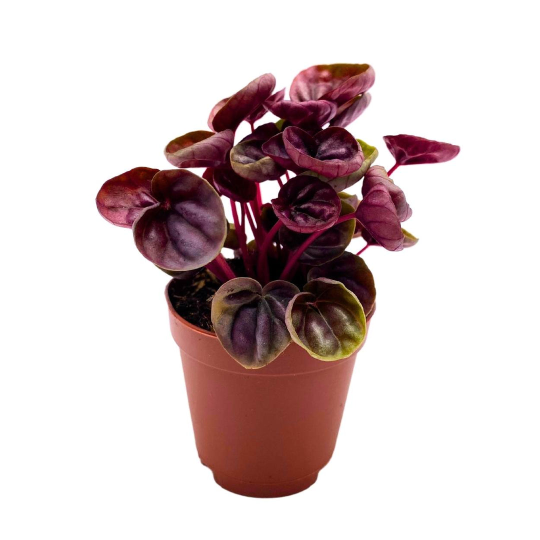 Peperomia Schumi Red, 2 inch, Red Ripple Pep Caperata