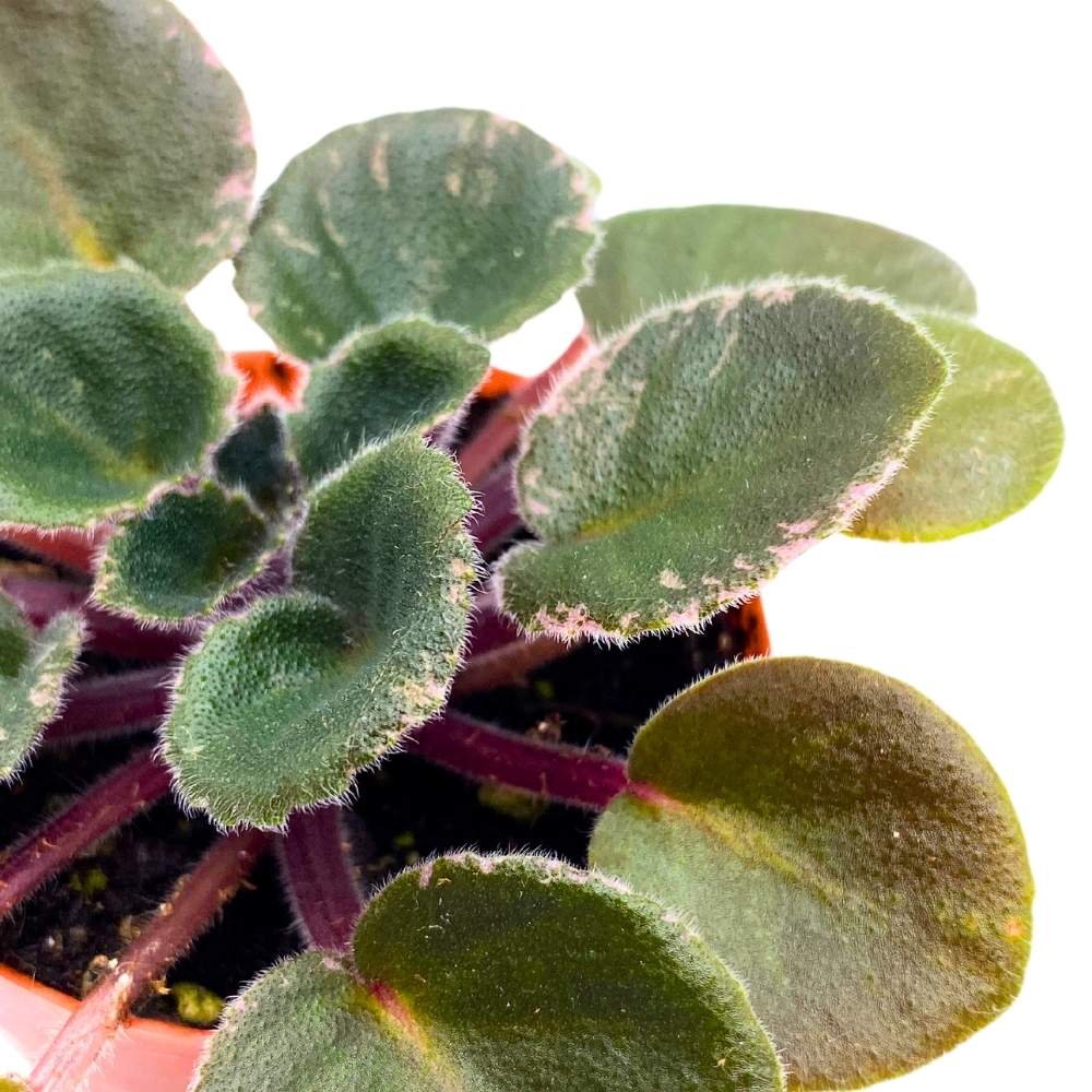 Precious Lavender Variegated Mini African Violet, 2 inch Miniature Gesneriad Tiny Pixie Plant