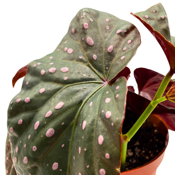 Harmony's Yin and Yang Angel Wing Hybrid Cane Begonia, 6 inch, Pink Polkadots Black Leaves