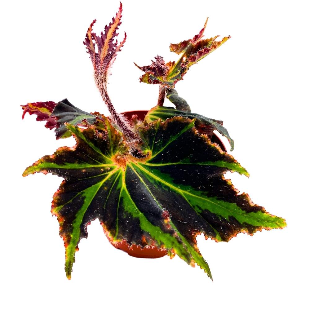 Begonia Breakdance Rhizo 4 inch Rhizomatous Begonia Black Green Jagged Edges