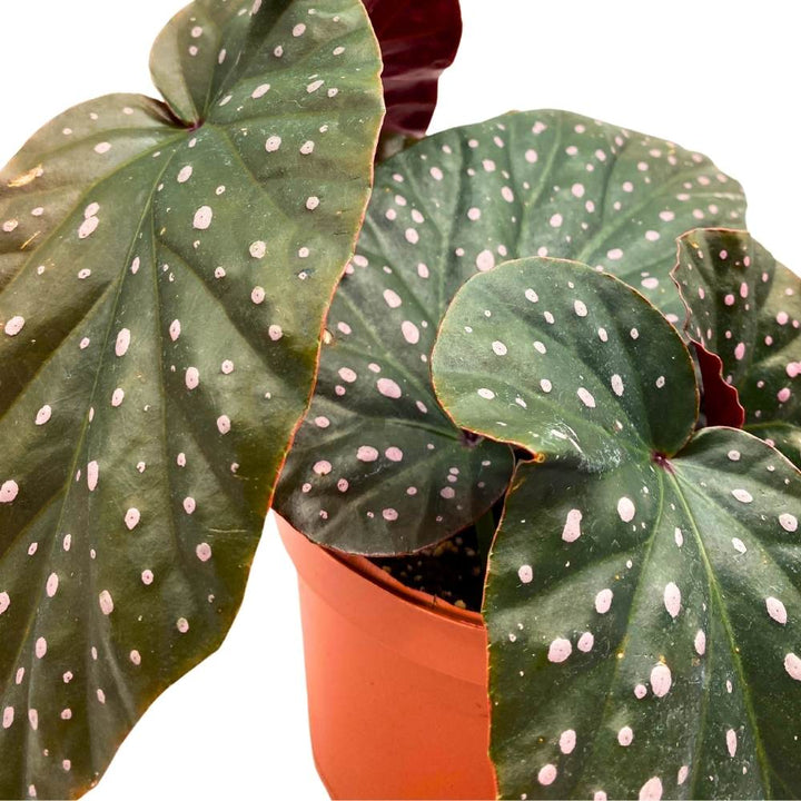 Harmony's Yin and Yang Angel Wing Hybrid Cane Begonia, 6 inch, Pink Polkadots Black Leaves