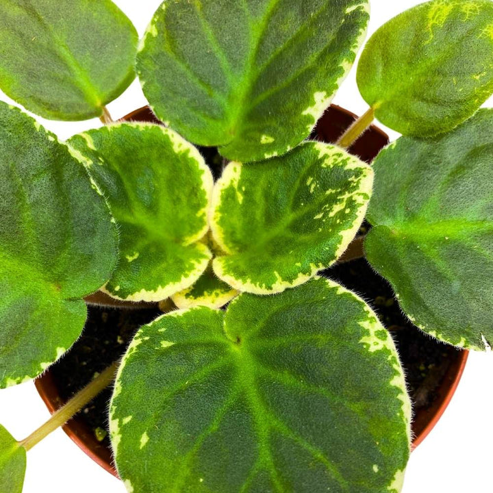 Variegated African Violet Playful Kisses, 4 inch Pink Flower with Pinker Spots Saintpaulia Gesneriads