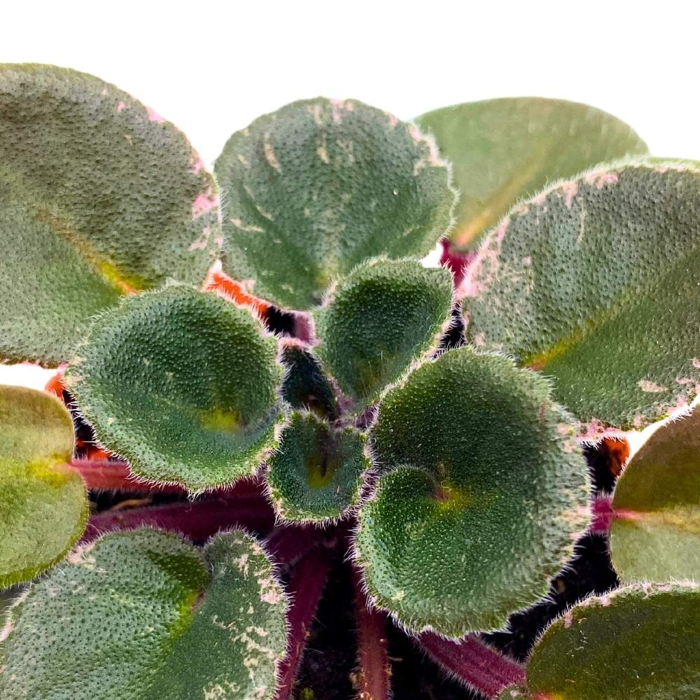 Precious Lavender Variegated Mini African Violet, 2 inch Miniature Gesneriad Tiny Pixie Plant