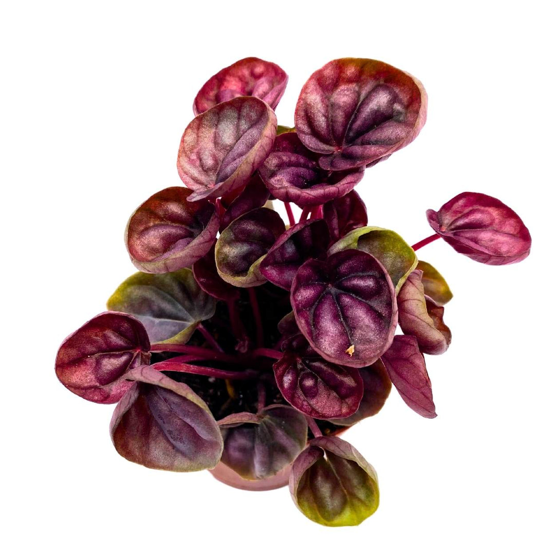 Peperomia Schumi Red, 2 inch, Red Ripple Pep Caperata