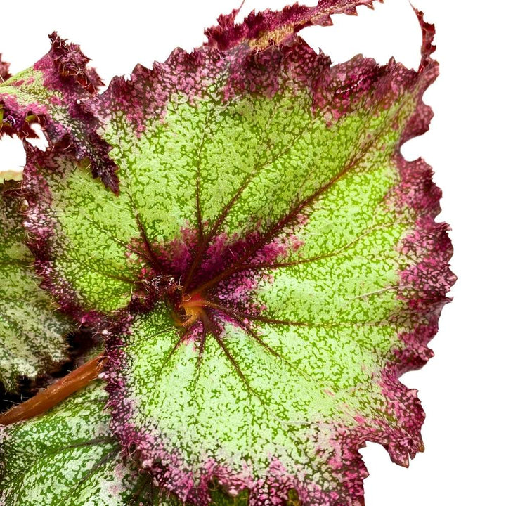 Harmony's Draco 6 inch Begonia Rex Glittery Purple Green