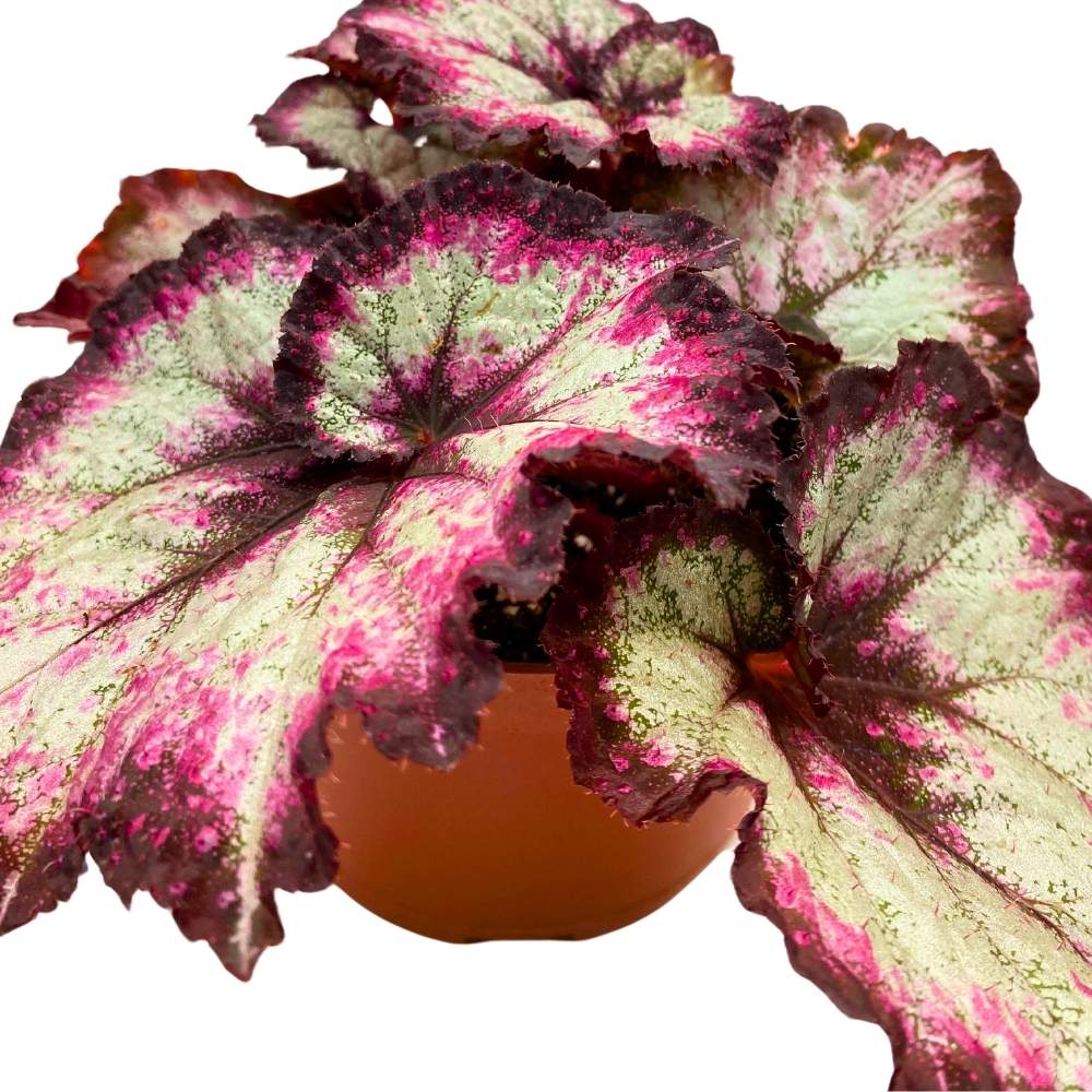 Harmony's Midnight Fantasy 6 inch Begonia Rex Purple Spiral Jagged