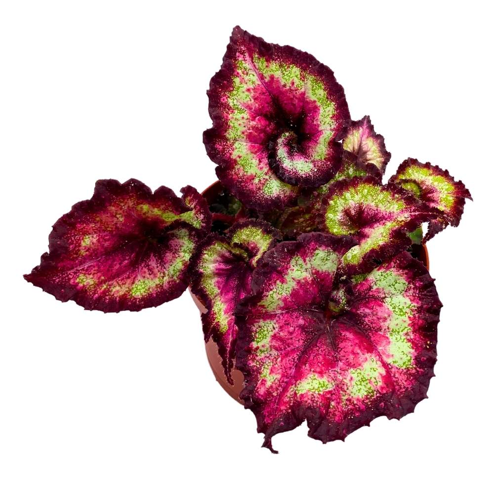 Harmony's Heart Breaker 6 inch Begonia Rex Dark Purple Pink Spiral