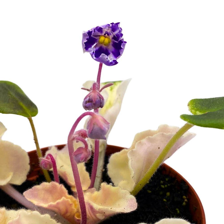 Harmony's Purple Passion Variegated African Violet, 4 inch, Purple Flower Saintpaulia Hybrid Gesneriads