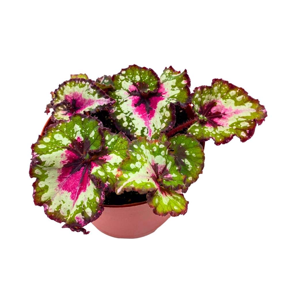 Harmony's Crazy Love Begonia Rex 6 inch Pink Tail