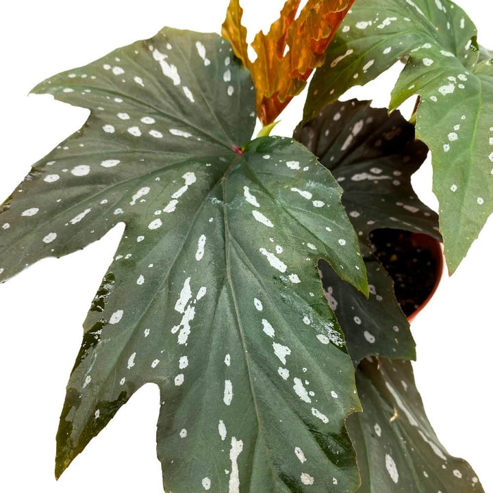 Sophie Cecile Angel Wing, 6 inch Cane Begonia Sophia Fibrous Hybrid