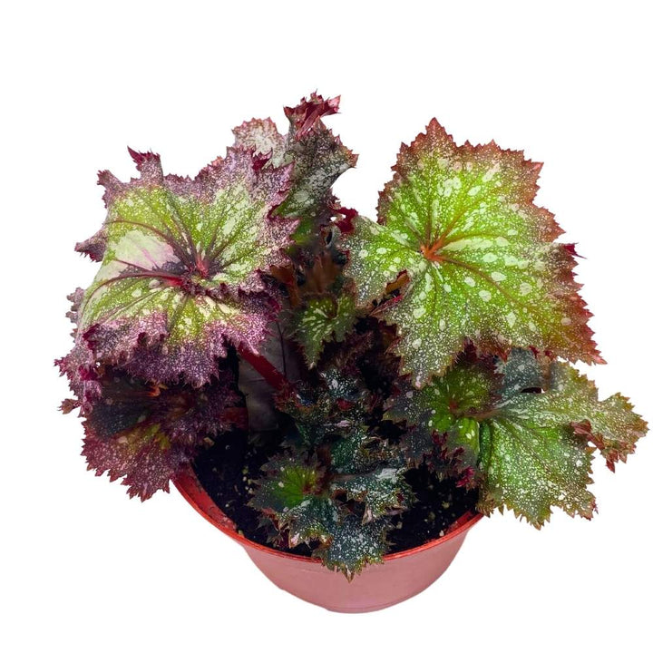 Harmony's Pink Radiance Begonia Rex Curled Purple and Green with White Splash
