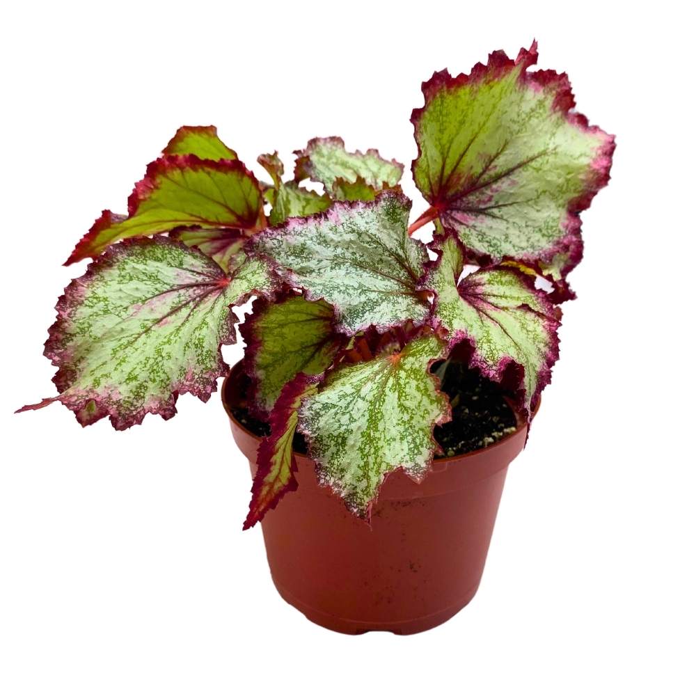 Ring of Fire Begonia Rex 6 inch Pink Edge Green and White