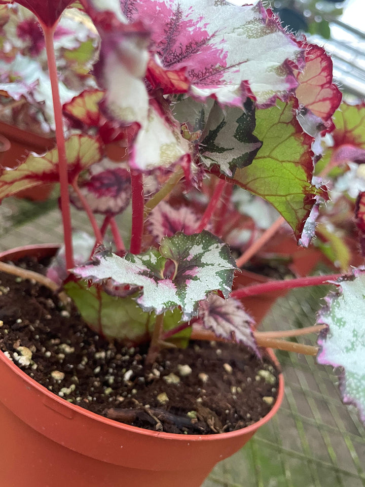 Harmony's Peppermint Twist Begonia, in a 6 inch Pot, Begonia rex