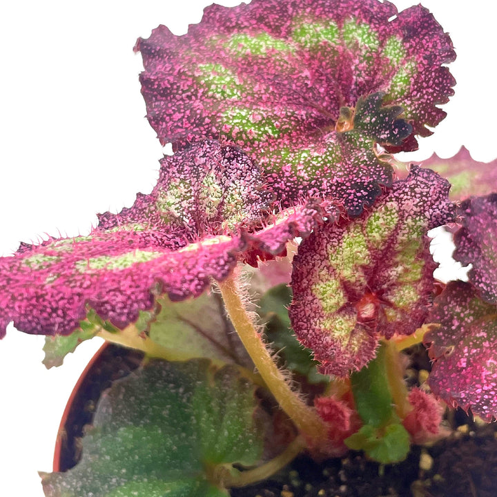 Harmony's Moody Mauve Glittery Pink Begonia Rex, 4 inch, Sparkling Hot Pink House Plant  Stunning and Dazzling