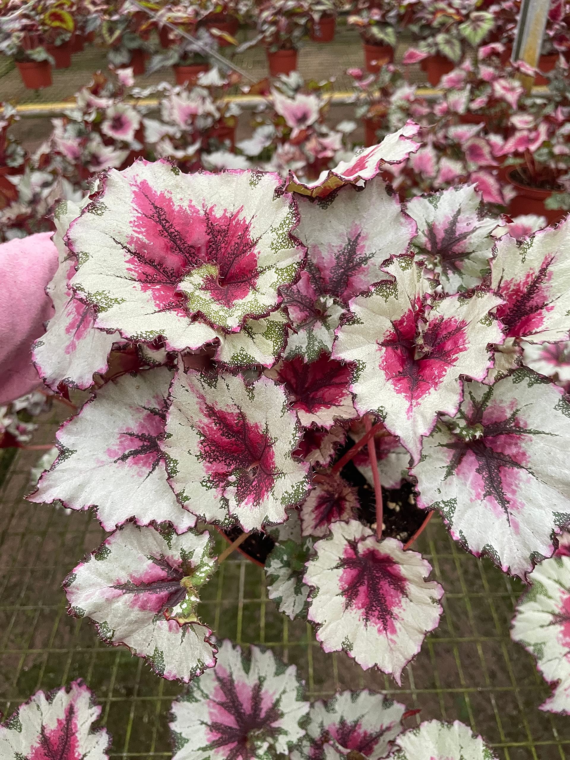 Harmony's Peppermint Twist Begonia, in a 6 inch Pot, Begonia rex