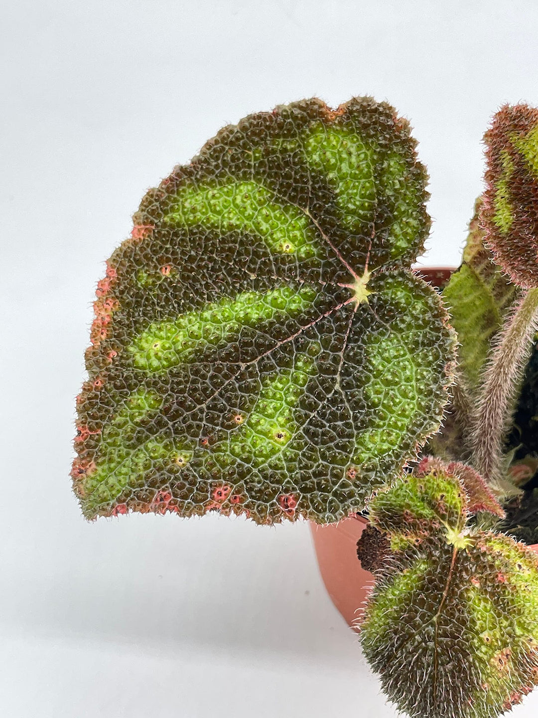 Begonia variegata, 4 inch, Very Rare Variegated masoniana Iron Cross Sport