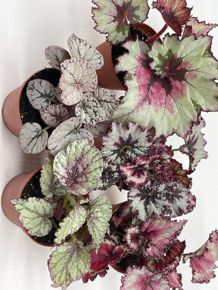 Harmony's Begonia Rex Assortment, Cold Pastel Winter, 4 inch, Set of 5, Painted-Leaf Begonia, Variegated