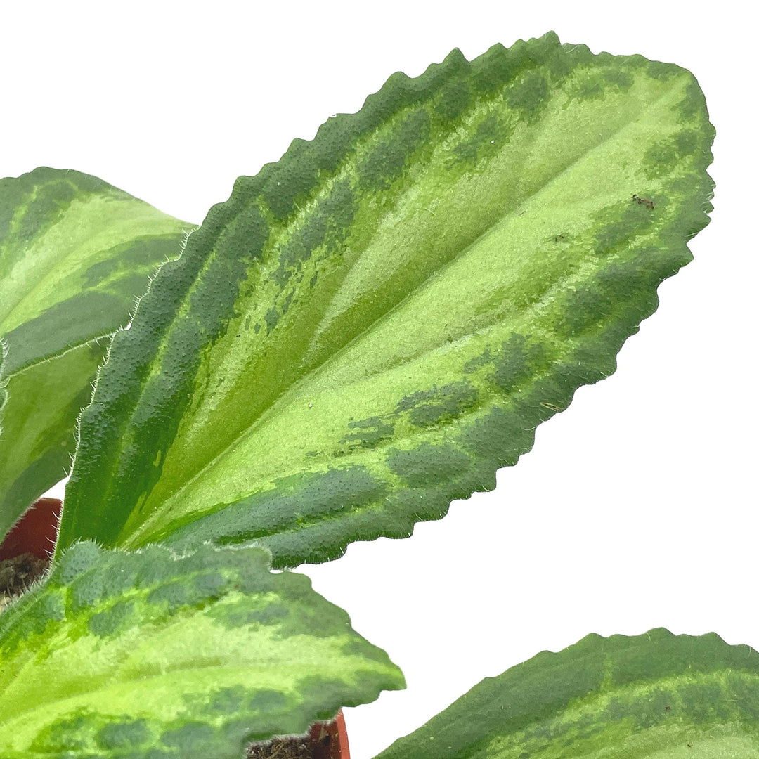 Destiny Gesneriad Primulina Dryas, 6 inch African Violet Chirita Plant