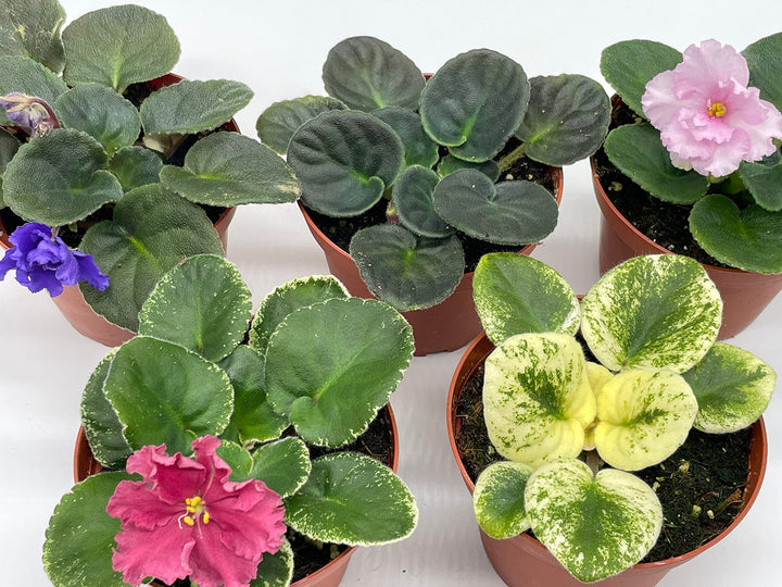 Harmony's African Violet Assortment Set, 4 inch pots 5 Different African Violets Gesneriad Plants, Saintpaulia Variety Assorted, Unique Homegrown Exclusive